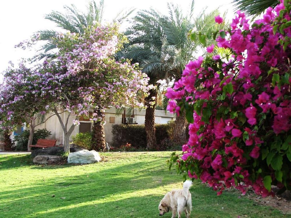 Eilot Kibbutz Country Lodging Eilat Exterior foto